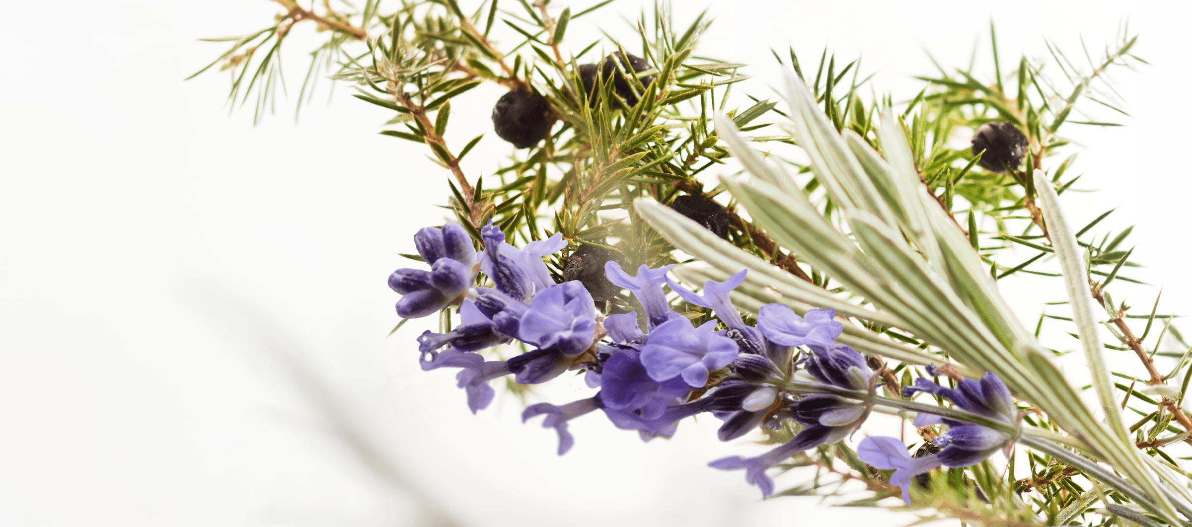 Acca Kappa White Moss Ingredients