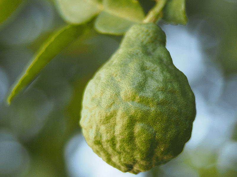 bergamot