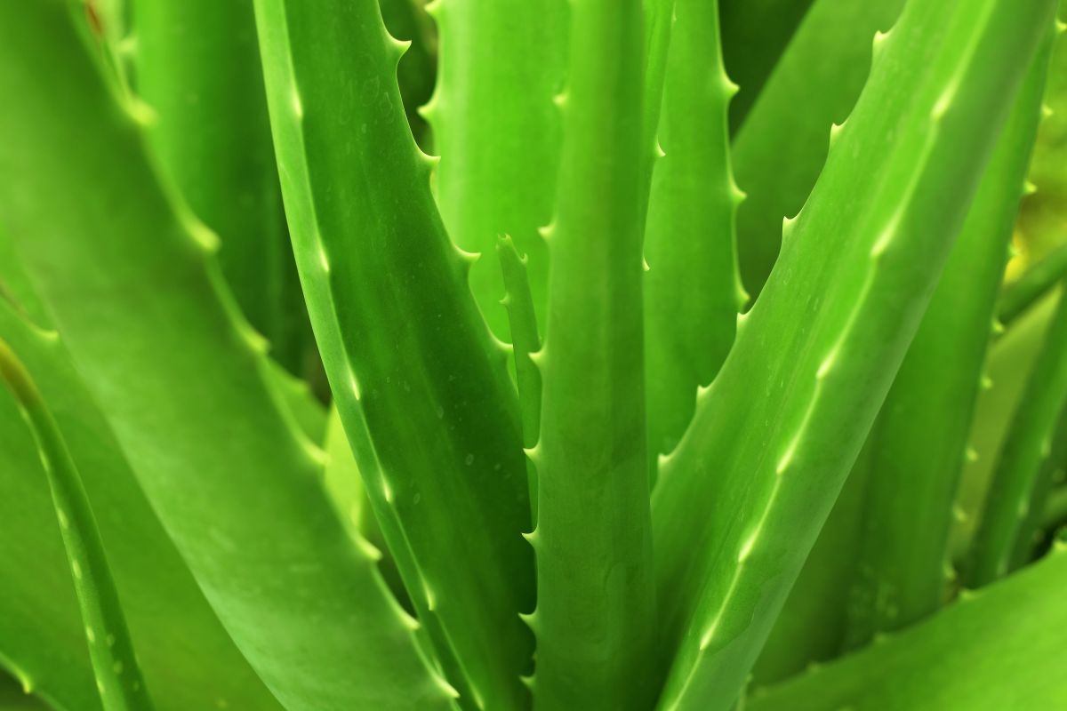 Acca Kappa Active Ingredients -  Aloe Vera