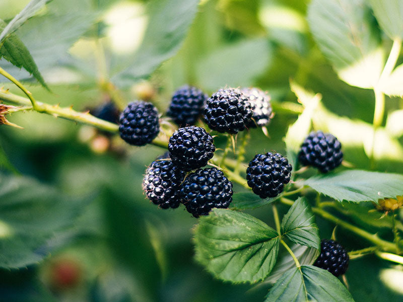 Acca Kappa Active Ingredients - Blackberry