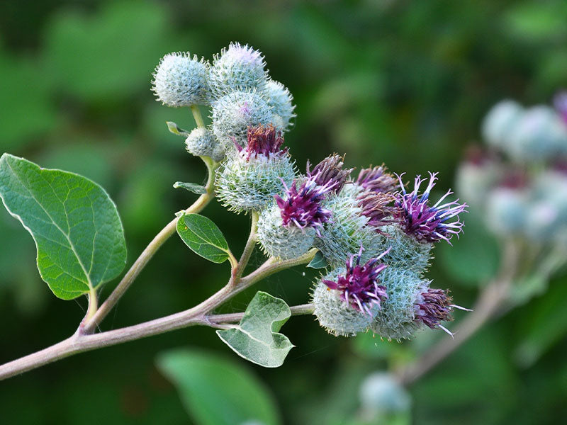 Acca Kappa Active Ingredients - Burdock