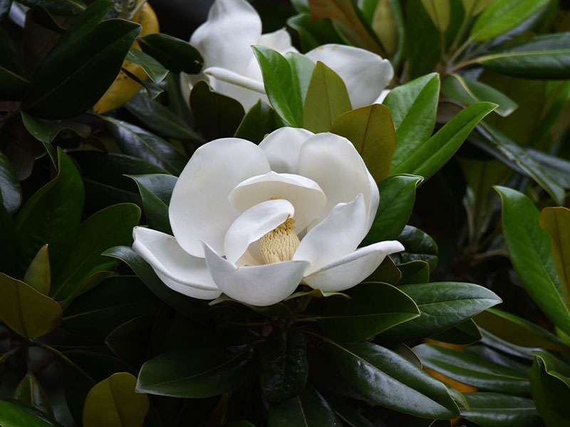 Acca Kappa Active Ingredients - Magnolia