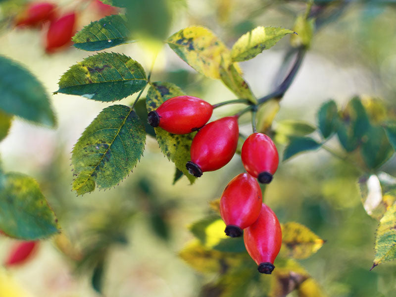 Acca Kappa Active Ingredients - Rosehip