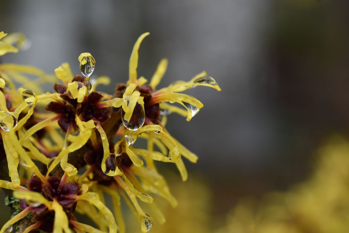 Acca Kappa Active Ingredients -  Witch Hazel