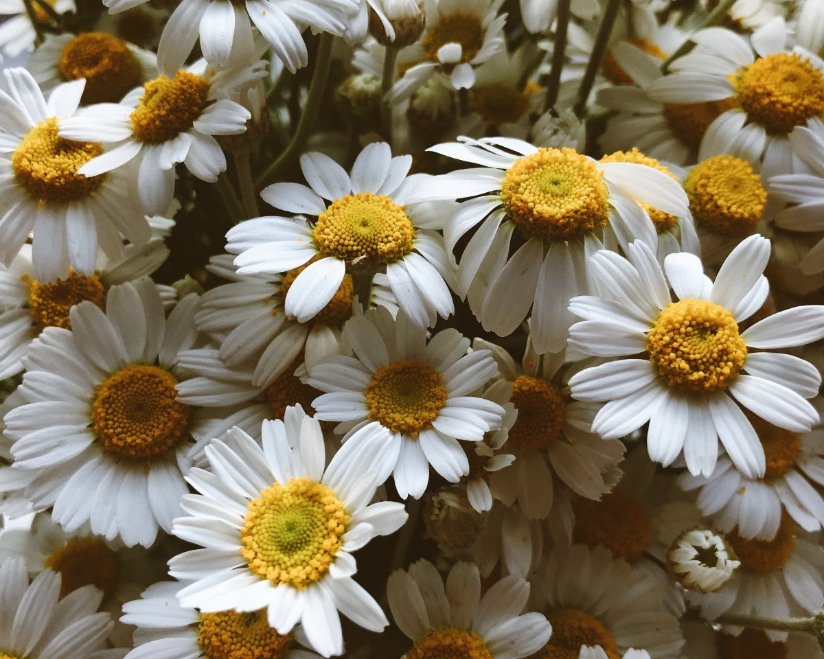 Acca Kappa Active Ingredients -  Chamomile