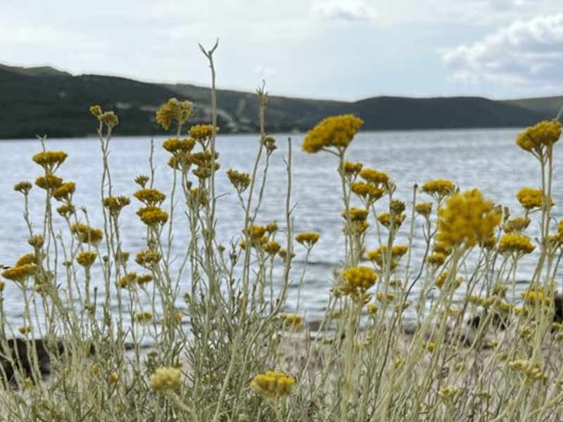 Yellow helichrysum flowers in the foreground with a lake in the background