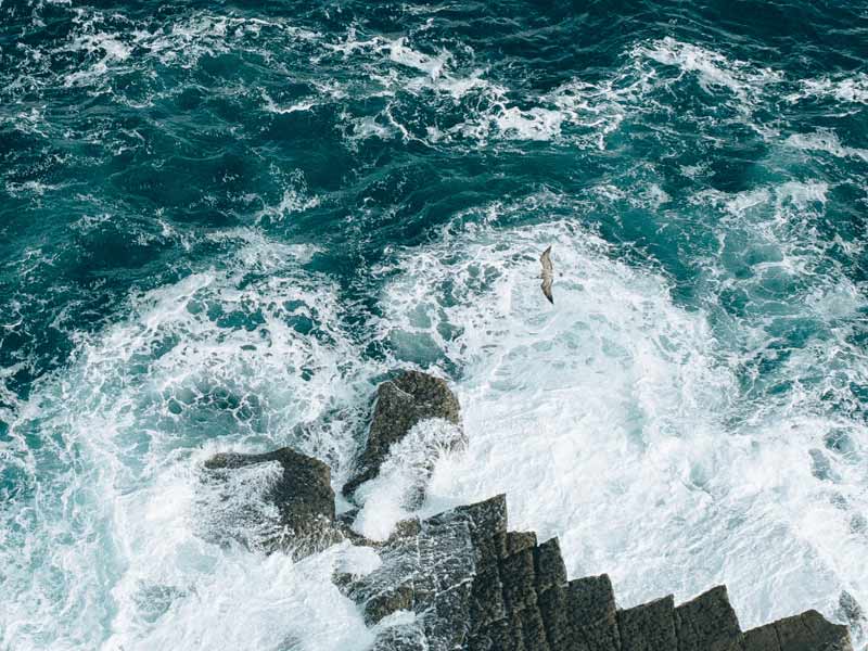 Bird flying over turbulent ocean waves with rocks