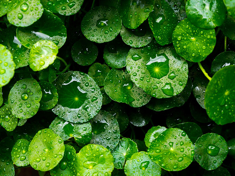 Acca Kappa Active Ingredients - Centella