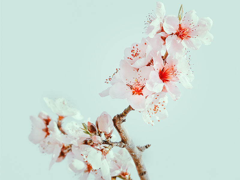 Cherry blossom key ingredient