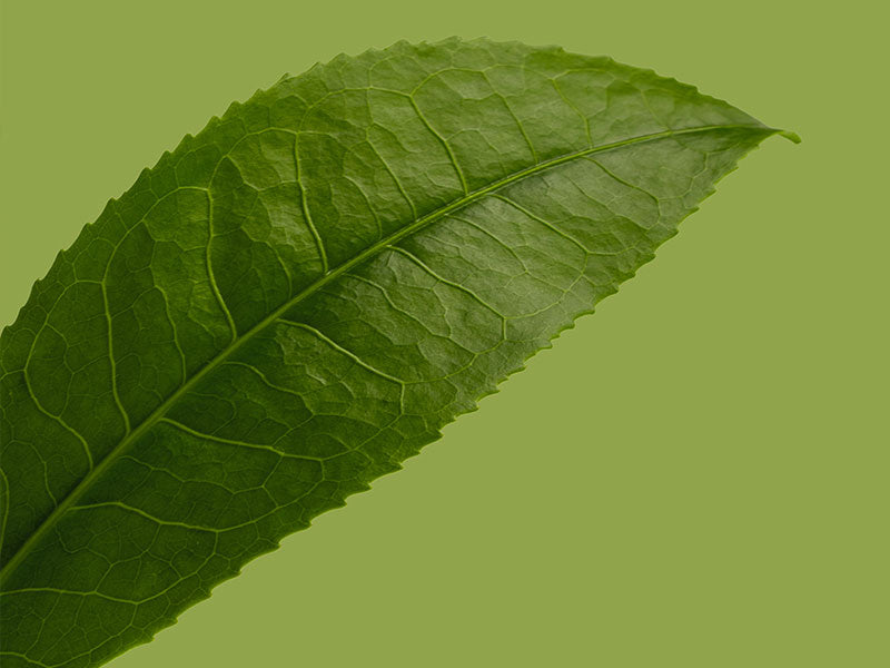 Green-Tea-Key-Ingredient