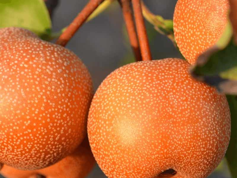 Close-up of three neroli orange fruits with a textured surface
