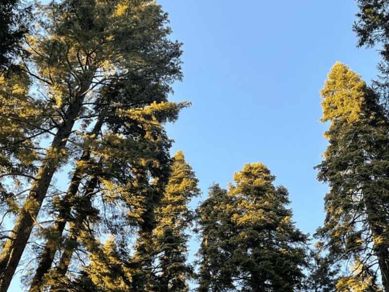 Tall trees against a clear blue sky