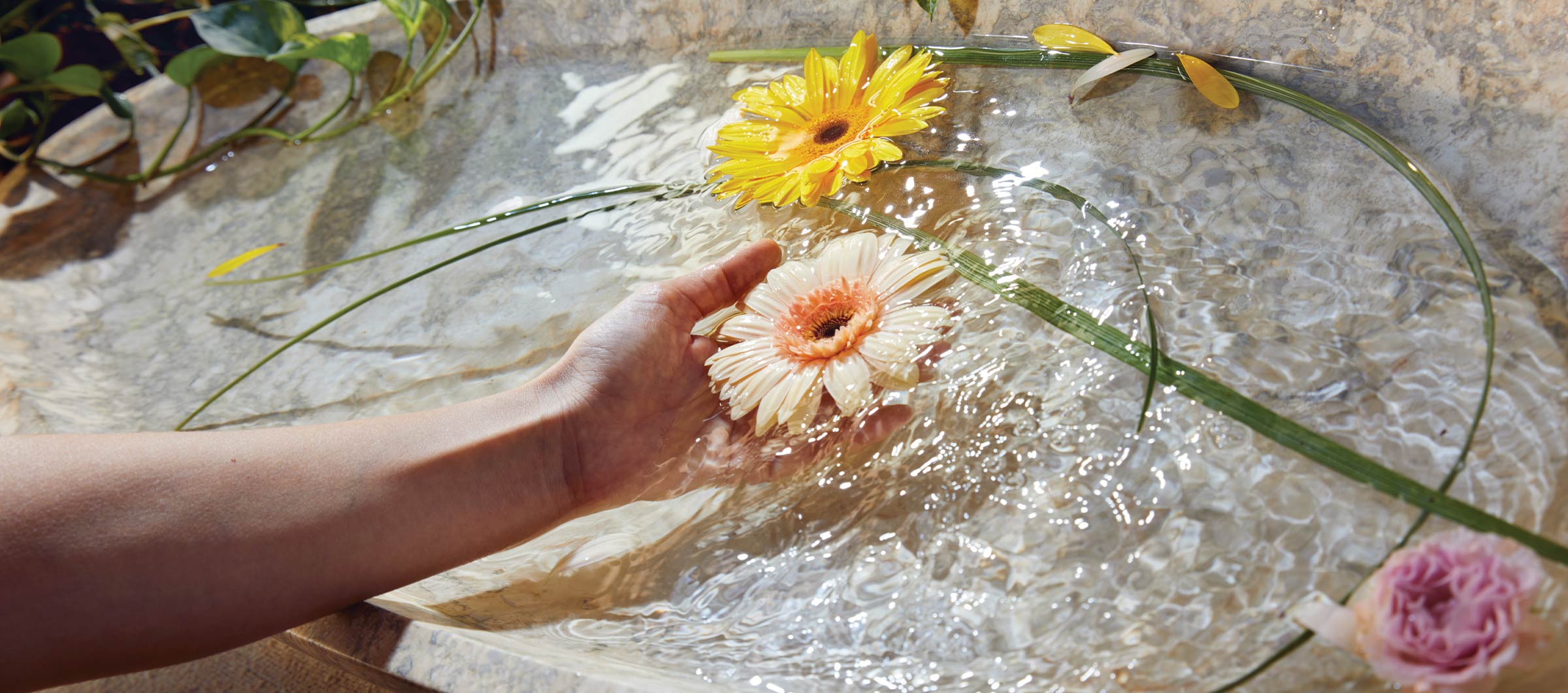 Acca Kappa - Hand holding a flower above water with flowers around